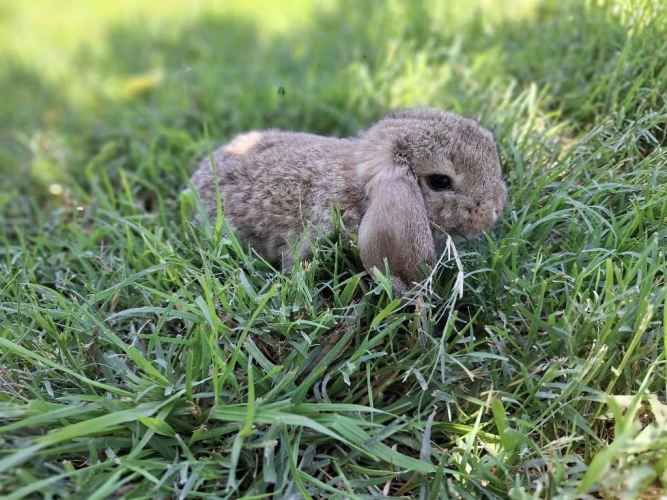 Conejos Enanos y otros