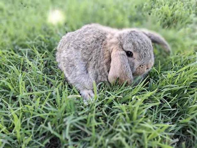 Conejos Enanos y otros