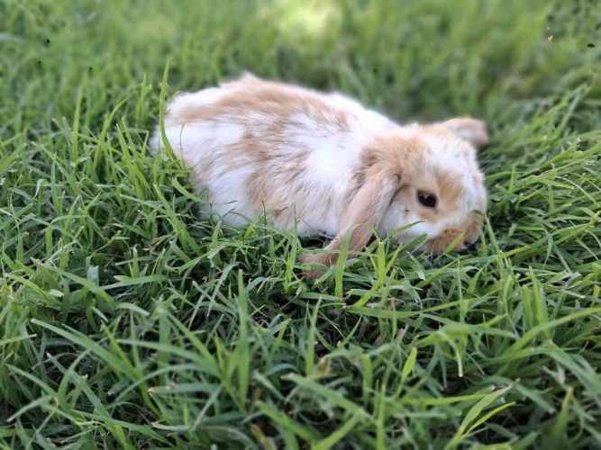 Conejos Enanos y otros