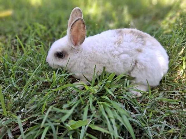 Conejos Enanos y otros