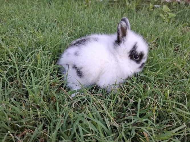 Conejos Enanos y otros