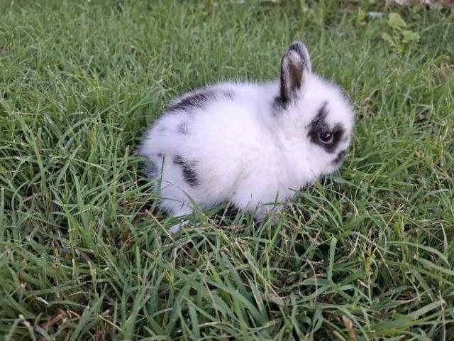 Conejos Enanos y otros