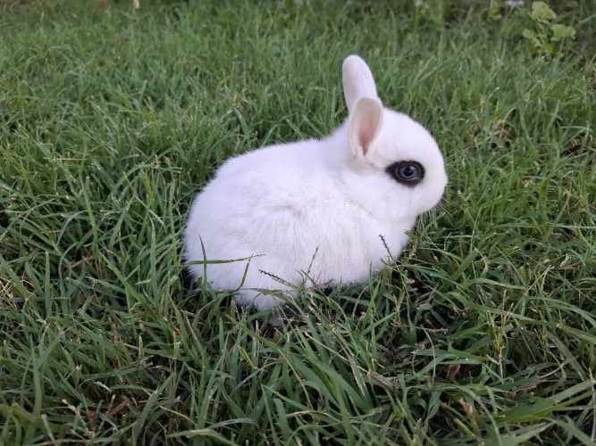 Conejos Enanos y otros