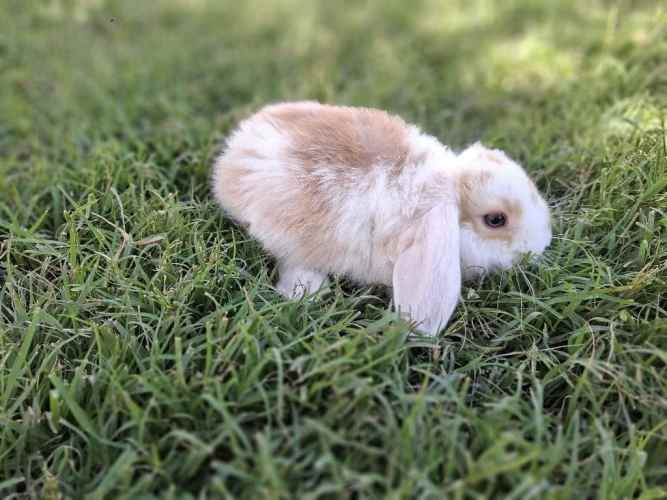 Conejos Enanos y otros