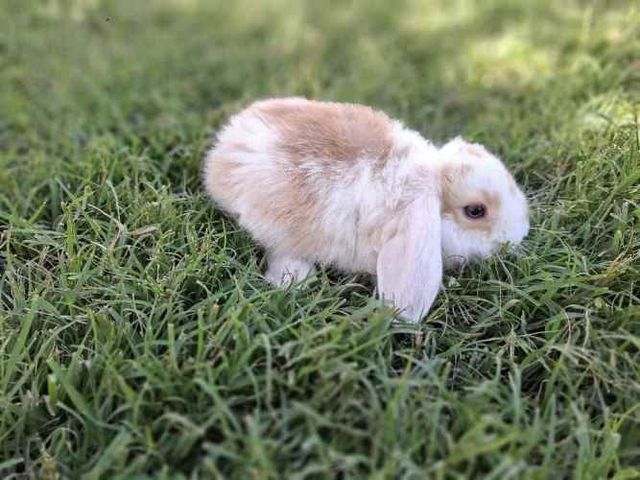 Conejos Enanos y otros