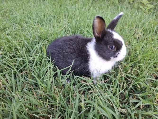 Conejos Enanos y otros