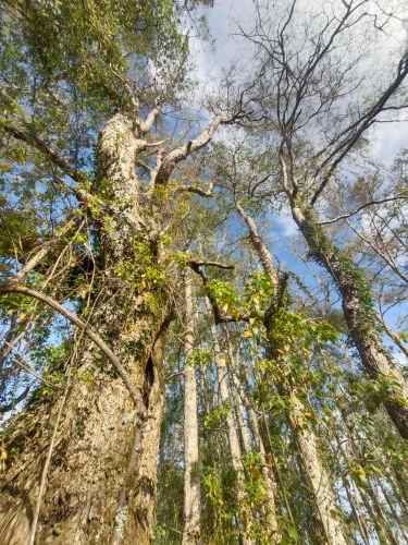 PARCELAS CAYUMAPU FACTIBILIDAD LUZ Y AGUA
