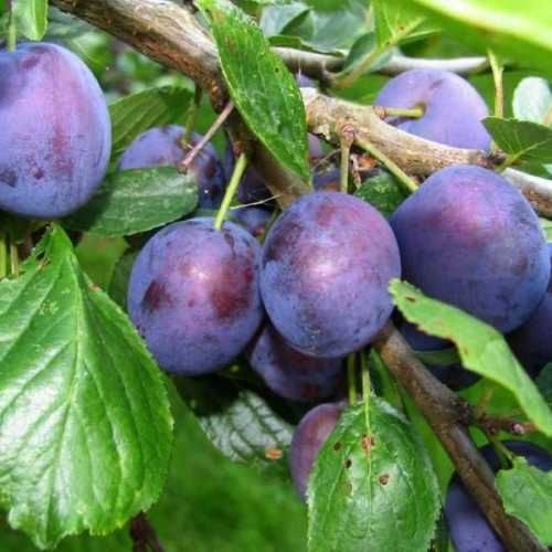 Campo 13.5 H  con ciruela Dayane en producción