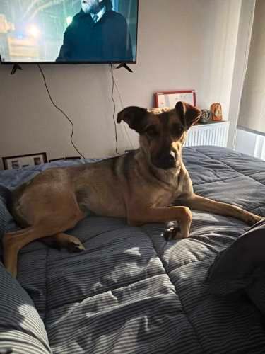 Perrita Busca Hogar permanente