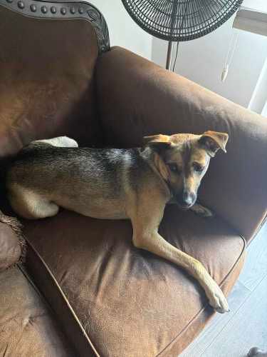 Perrita Busca Hogar permanente