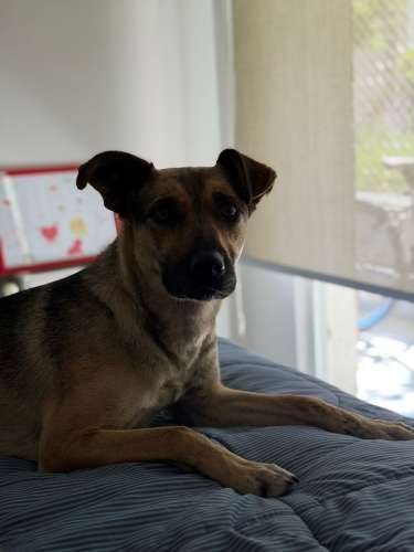 Perrita Busca Hogar permanente