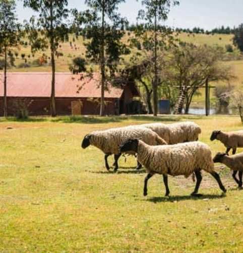 PARCELA PARCELA SANTA INÉS