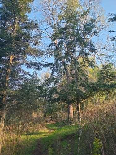 Se vende parcela de 6,51 hectáreas con casa urbanizada