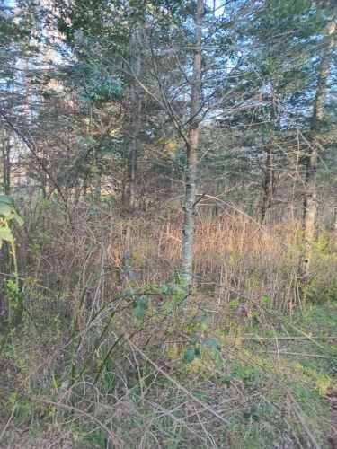 Se vende parcela de 6,51 hectáreas con casa urbanizada