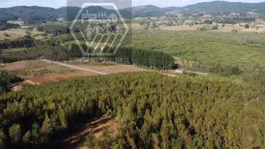 PARCELAS EN VENTA! SECTOR PUMALAL. VILCUN (136535)