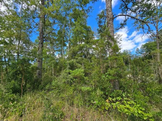 Cabaña en Venta en Parcela de 5.000 m² – Sector Chancoyán Alto