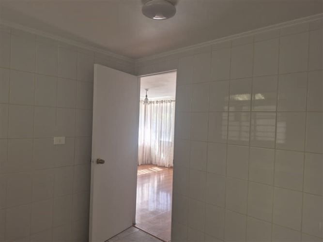 CASA Amadeus casarino