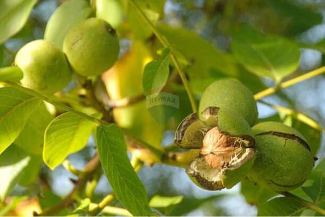 Parcela / santuario natural en chada