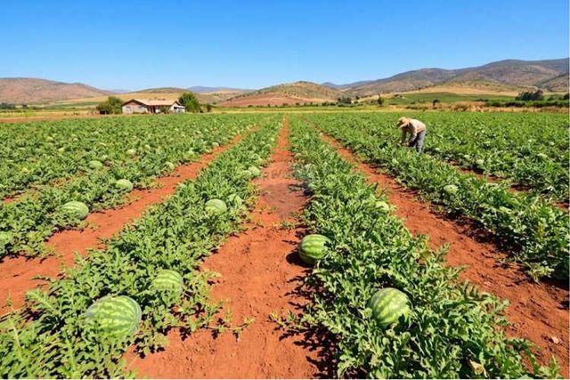 Parcela / santuario natural en chada