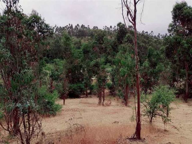 PARCELA FDO CARRIZALILLO