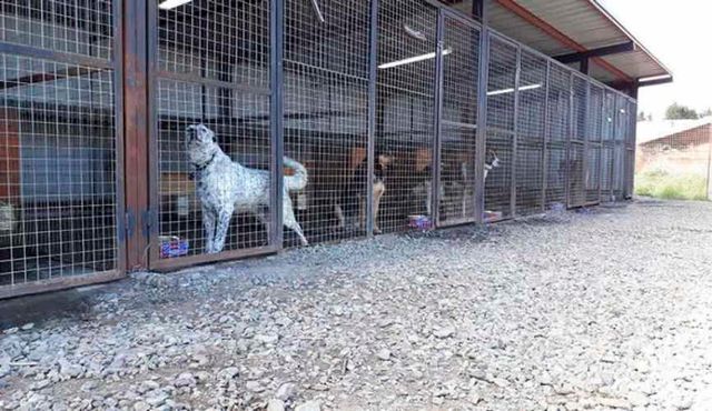 CANIL GRUERO FIN DE SEMANA- PUDAHUEL