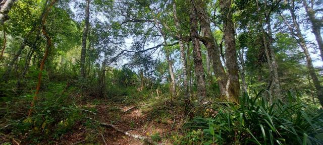 Hermosas parcelas a 5 minutos del Centro de Paillaco, facil para llegar