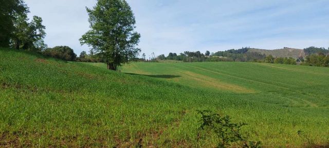 Hermosas parcelas a 5 minutos del Centro de Paillaco, facil para llegar