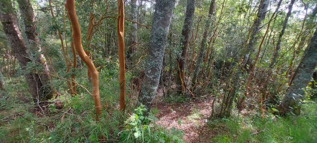 Hermosas parcelas a 5 minutos del Centro de Paillaco, facil para llegar