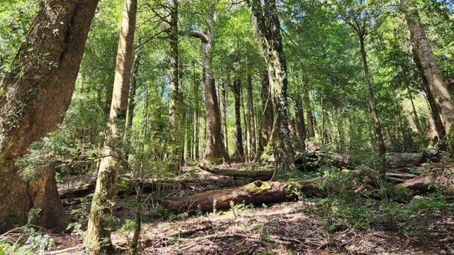 Vende Terreno 25 Has Sector Turístico Coilaco Pucón Sin Comisión