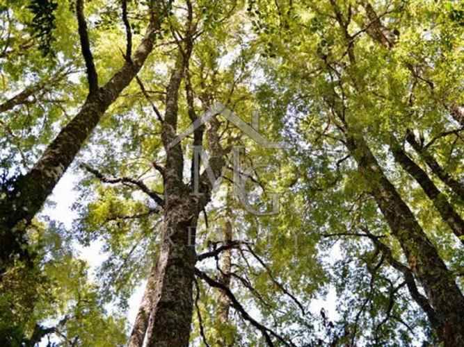 AGRICOLA camino los lagos