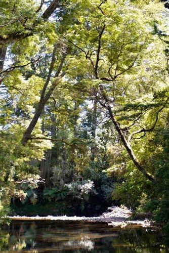 AGRICOLA camino los lagos