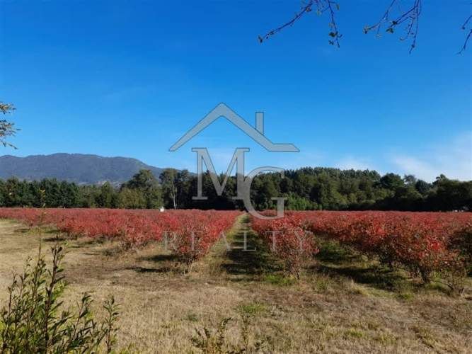 AGRICOLA camino los lagos