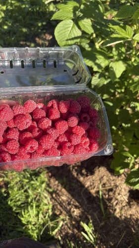 Frambuesa congelada en bolsa