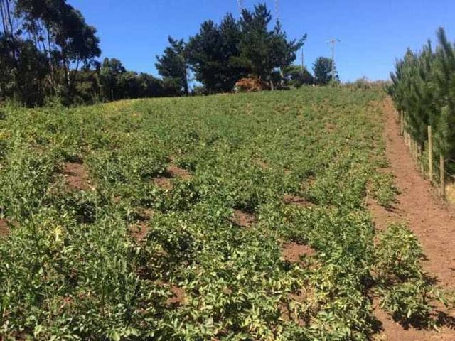 Terreno en Cobquecura, Sector Los Maquis
